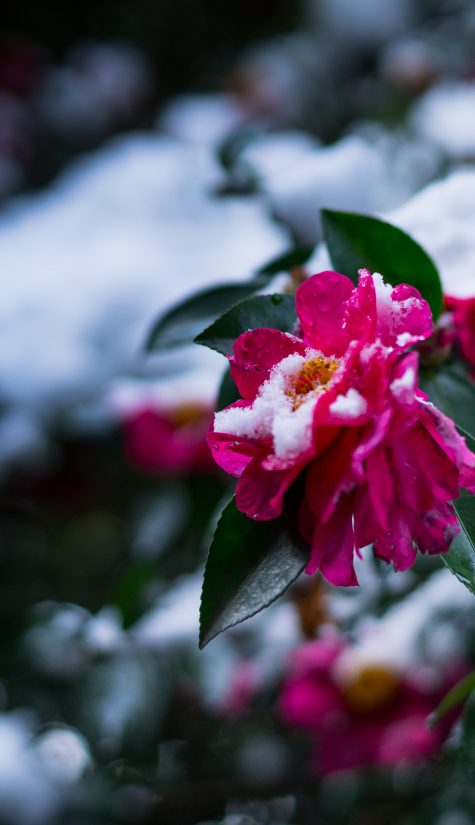 Camellia&Snow
